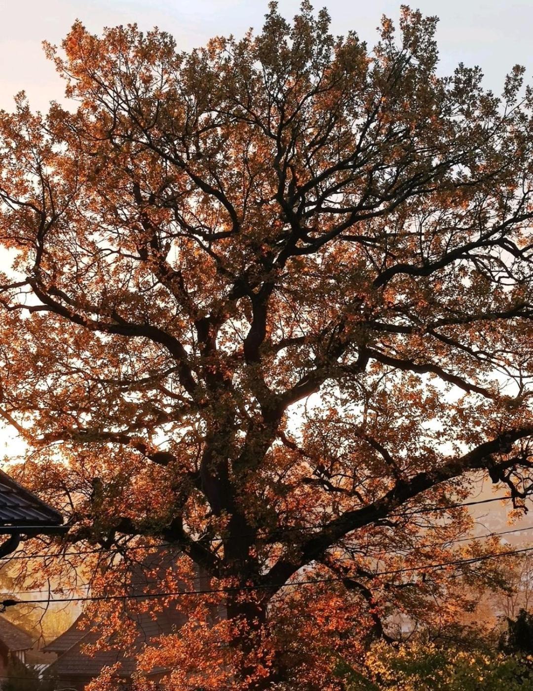 The Little Oak - Tiny House With Bed On Mezzanine & Terrace - From 1 To 4 P Disney, Paris & Cdg Pomponne Екстер'єр фото